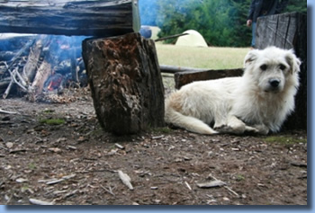Duffy  beim Kurs : Wanderreiten in Chile